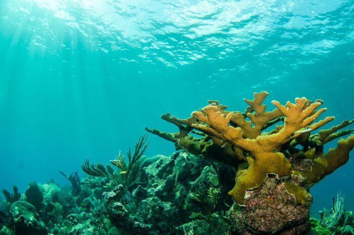 coral reefs at sea